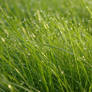 Grass