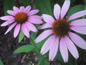 Purple Flowers