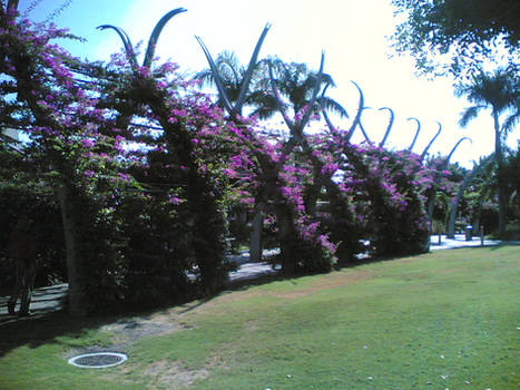 A flowered Walkway