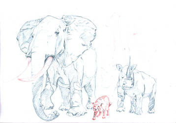 Elephant and Rhinoceros