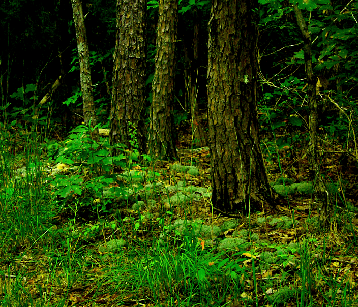 Dark Forest by Missvirginia