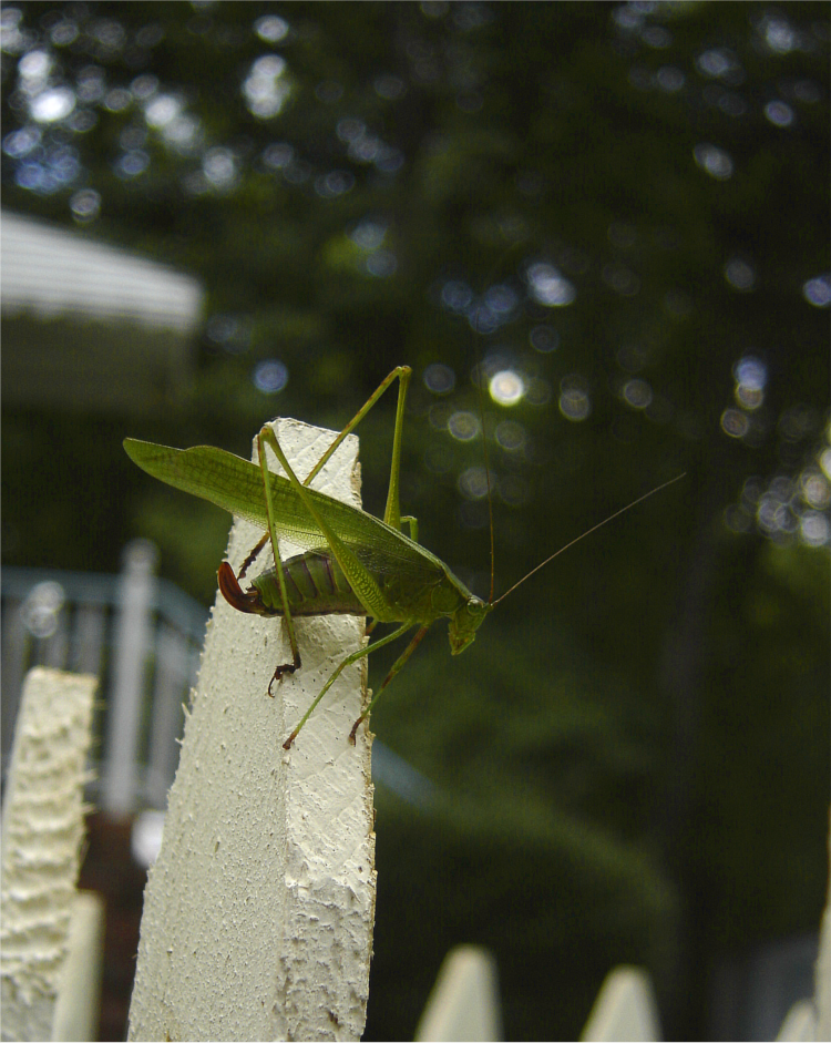 Hopper