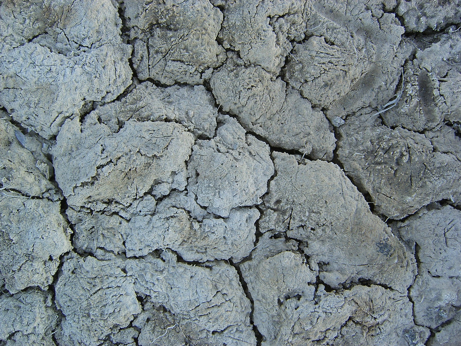 White cracked mud texture