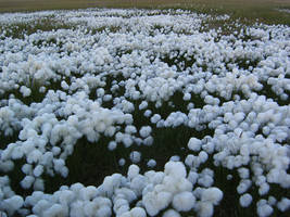 tundra cotton field 1