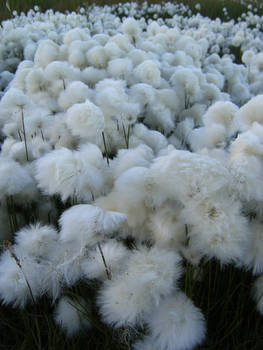 Tundra cotton field 2