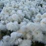 Tundra cotton field 2