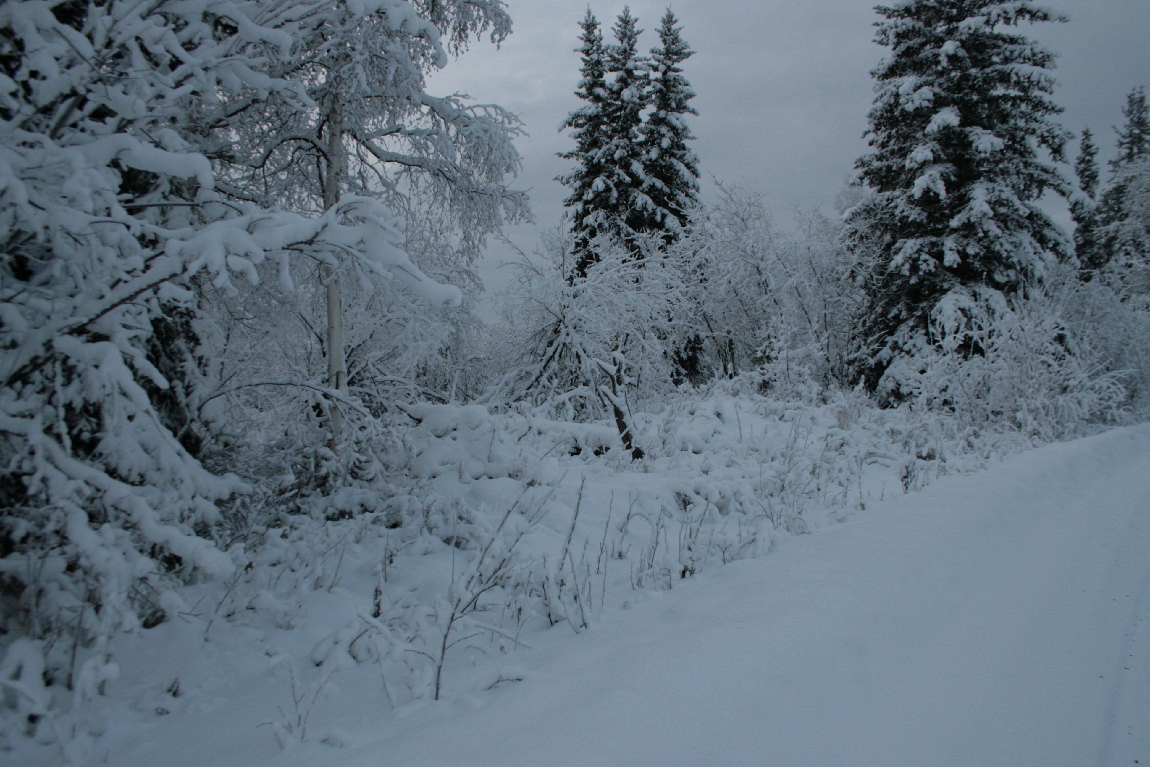 Snowy trees 4