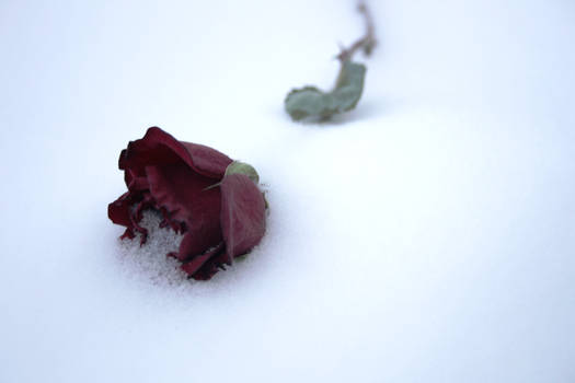 Cold rose 2