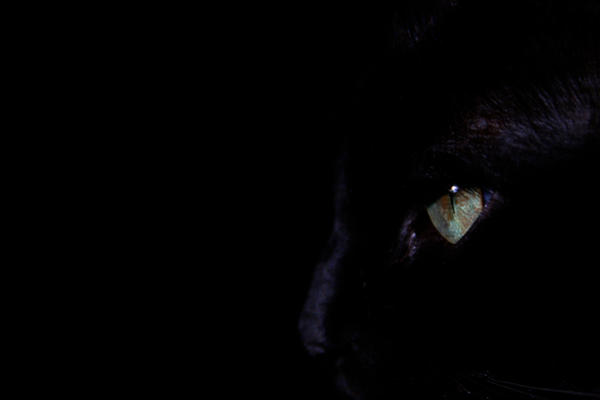 dark feline...one