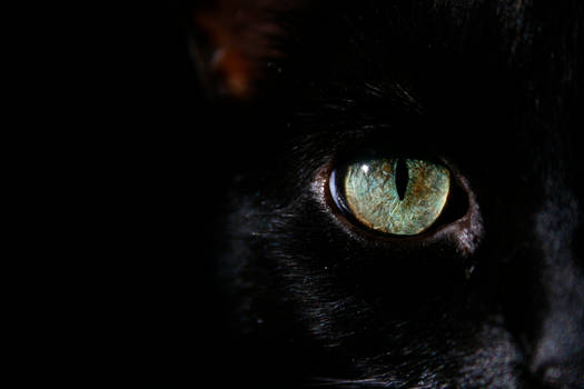 dark feline ....two