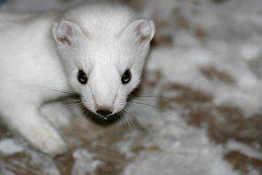 Close up of arctic weasel