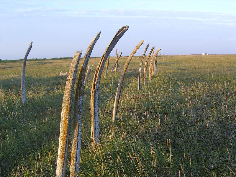 Whale bones 1