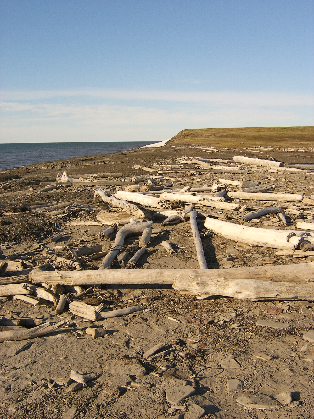 Driftwood beach 2