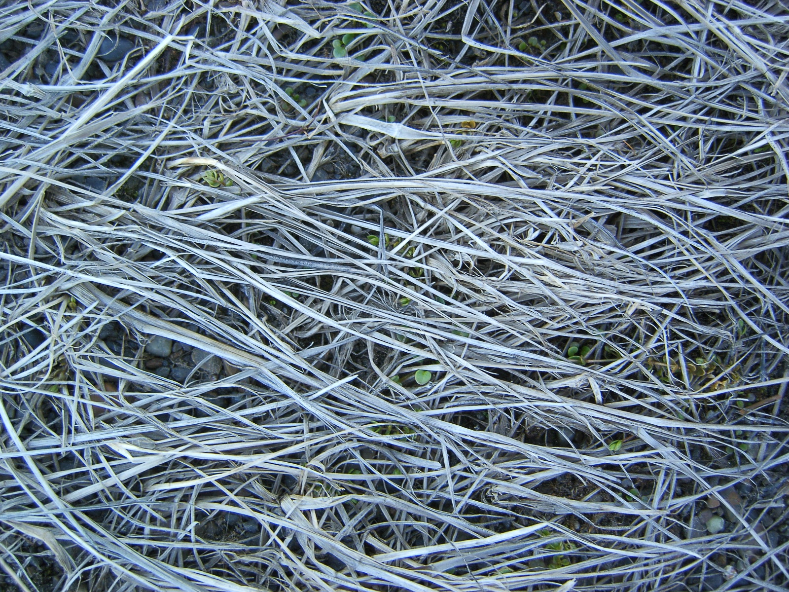 dead grass texture