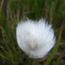 Single Tundra cotton puff