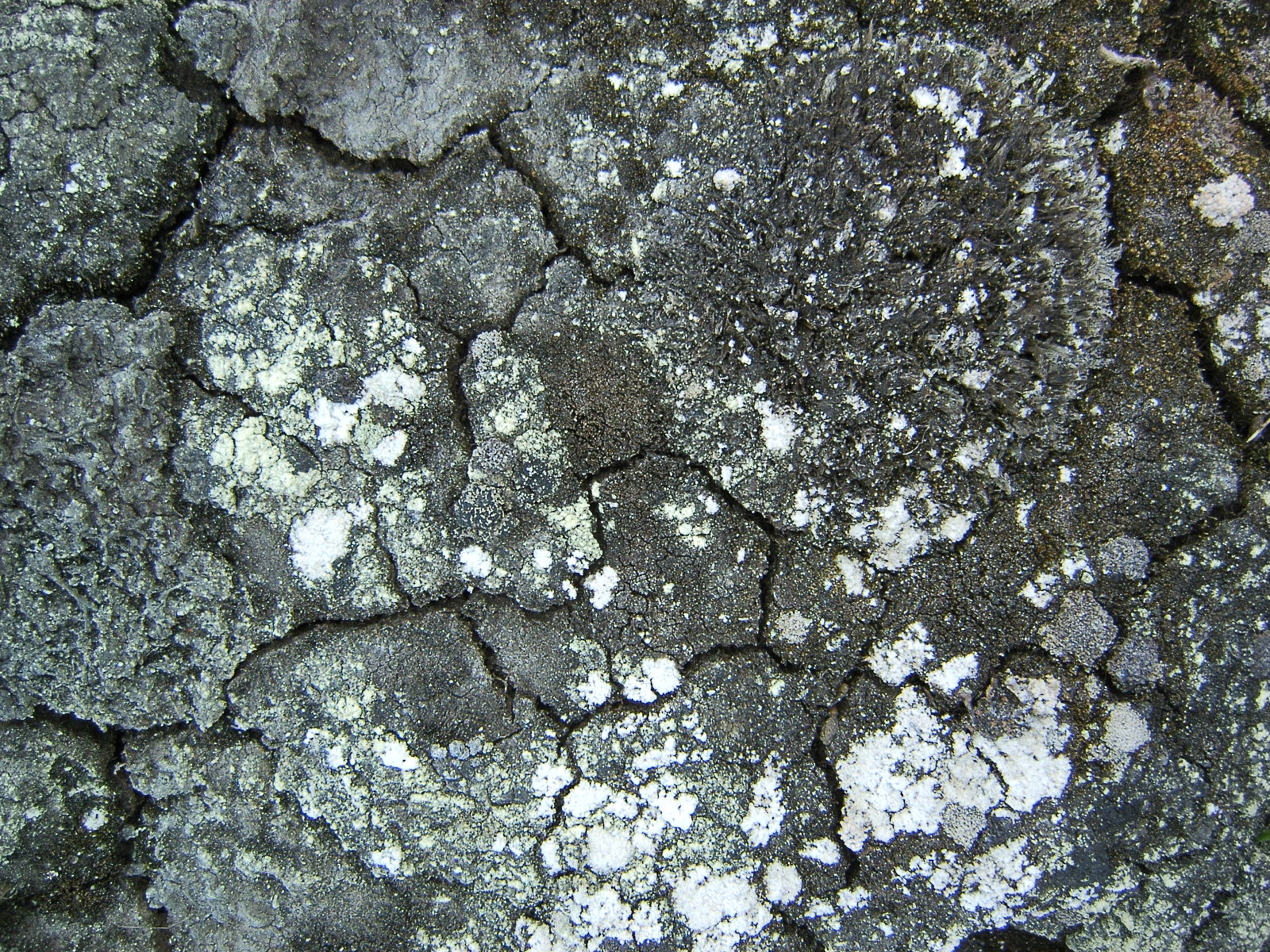 cracked mud texture