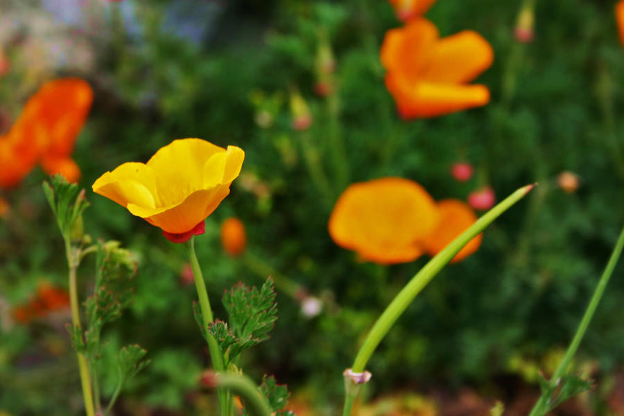 Poppies, 3