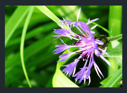 Cornflower