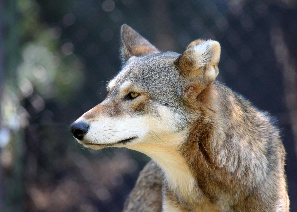 Red Wolf Photography #7 *READ DESC* by Kodamin on DeviantArt