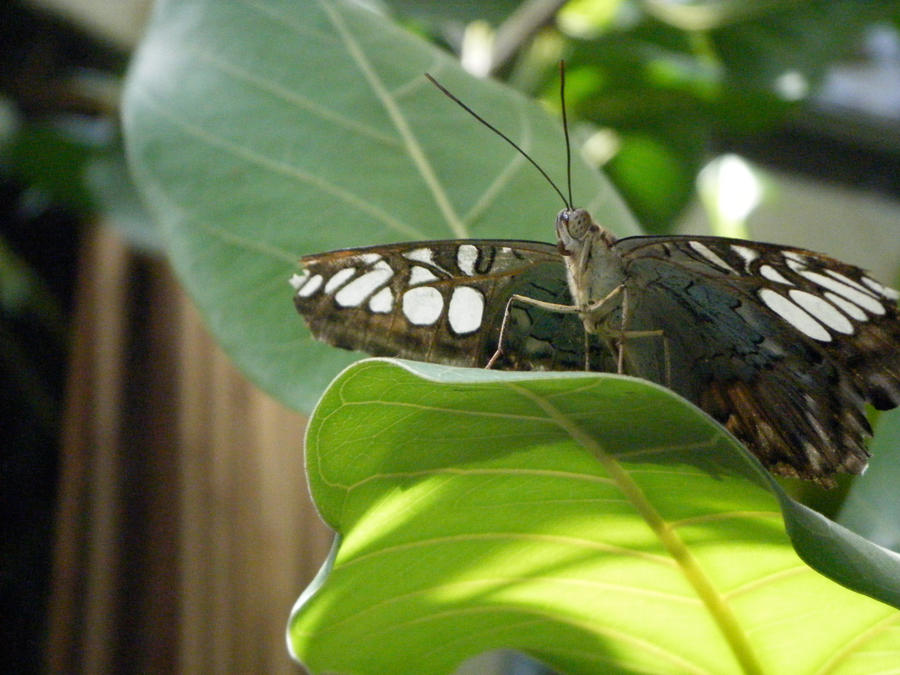 Butterfly, sun bathing