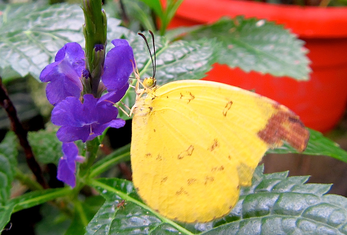 Common Yellow Butterfly