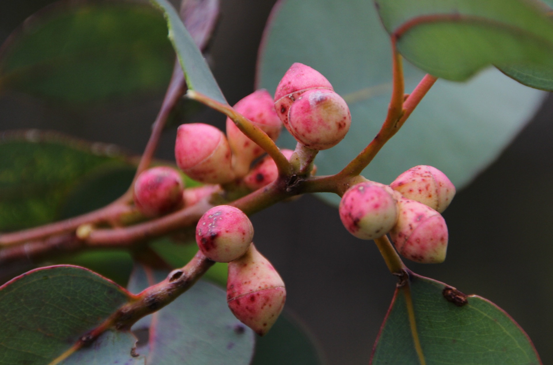 Gum nut buds