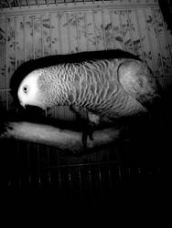 My parrot