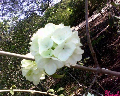 pretty flowers at zoo