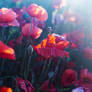 Poppies in the sunset light