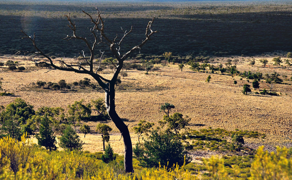 Dead Tree