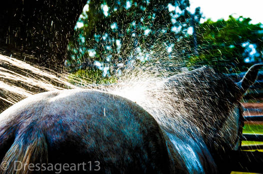 horse water shot