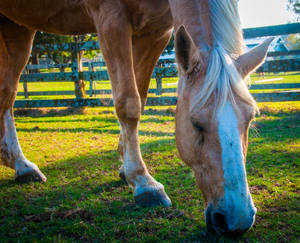 palomino grazing