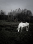 White horse in grey field by BrokenLens