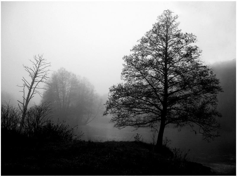 Coastal trees ...