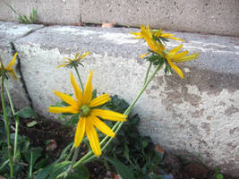 December blooms