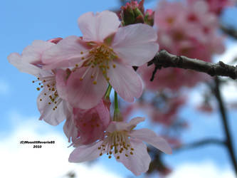 Spring Branches