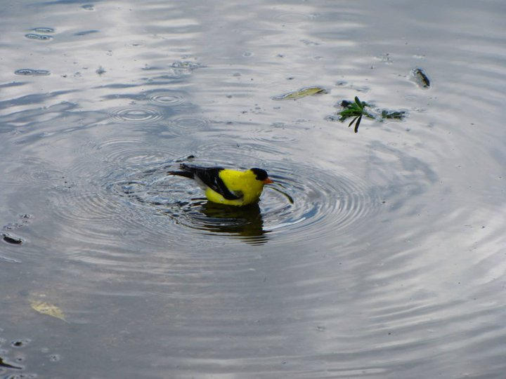 Puddle Bath Puddle Bath by JosefHey on DeviantArt