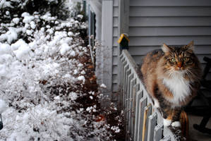 Winter Cat