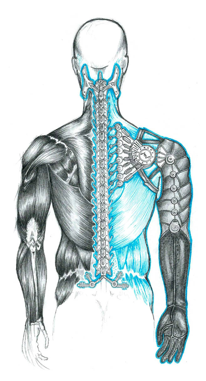 Back anatomy by DESX-illustration on DeviantArt