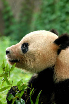 Giant Panda