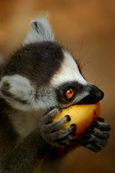 Ring Tailed Lemur