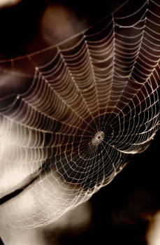 Spider Web