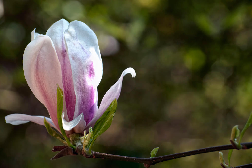 G92 9600 Floral Bokeh