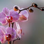G92 9983 Orchid
