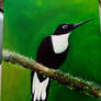 Collared Inca hummingbird