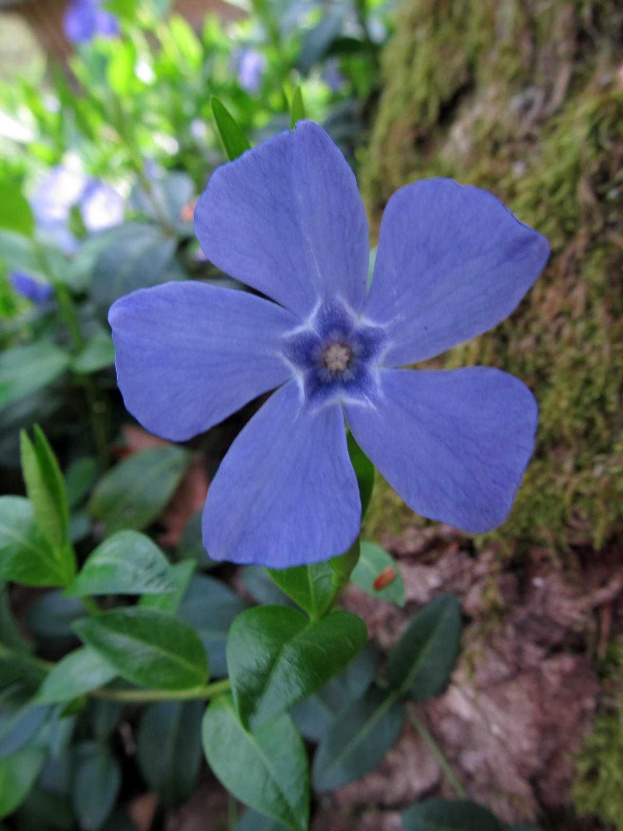 Vinca major