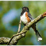 Eastern Towhee