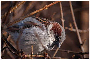 House Sparrow, Peering