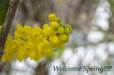 Welcome Spring