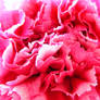 pink carnation